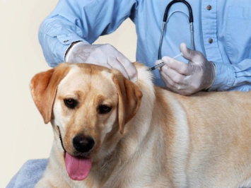 Tiêm phòng vacxin cho chó và những điều cần lưu ý?
