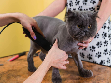 Có nên cạo lông cho mèo không? Địa điểm cắt tỉa lông mèo uy tín tại TPHCM?