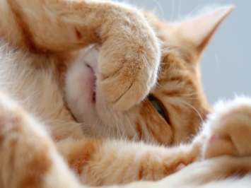 Mèo bị nhiễm trùng đường hô hấp trên: Nhận biết sớm có thể chữa khỏi