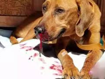 Các loại ký sinh trùng ở chó: Cách ngăn ngừa và điều trị